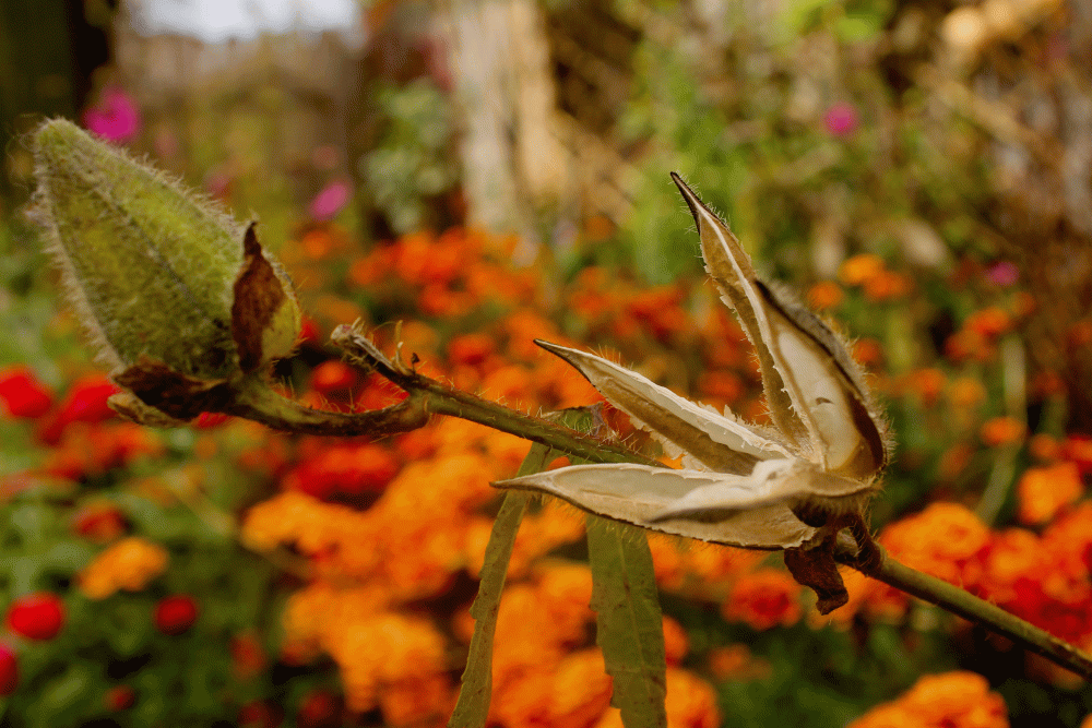 IMG_6866-sunset-hibiscus-droppin-gseeds-2014
