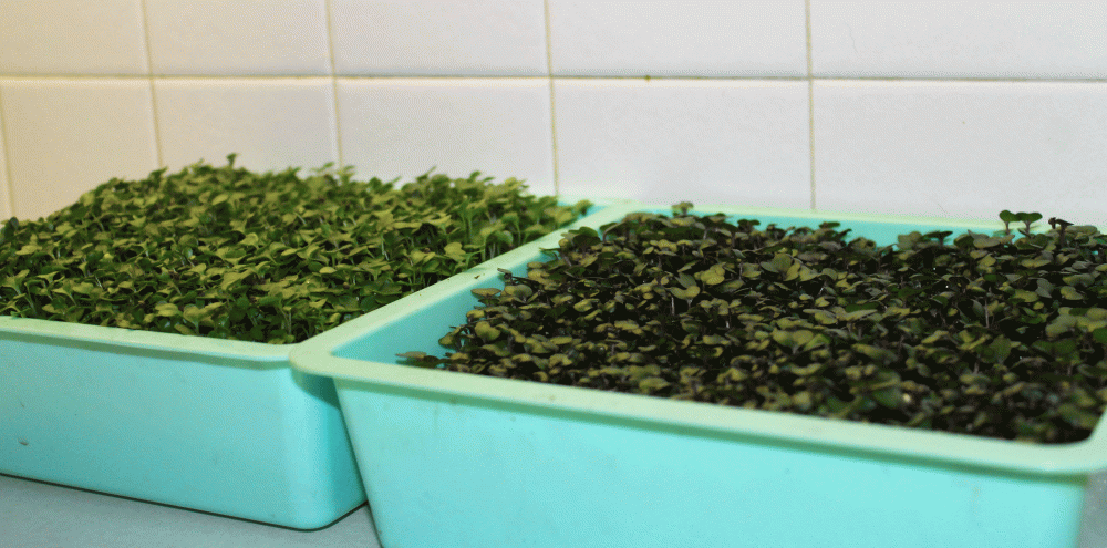 IMG_7379-microgreens-on-counter-2014