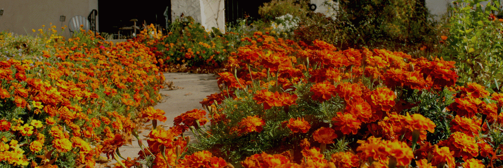 IMG_6930-fall-2014-sparky-marigods-out-front