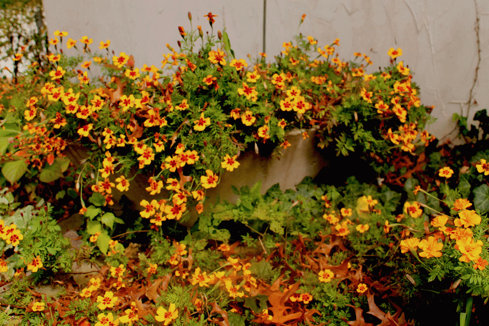 IMG_6963-french-marigolds