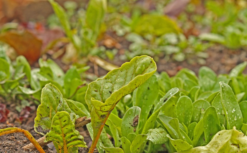 IMG_2243_4520_edited-1