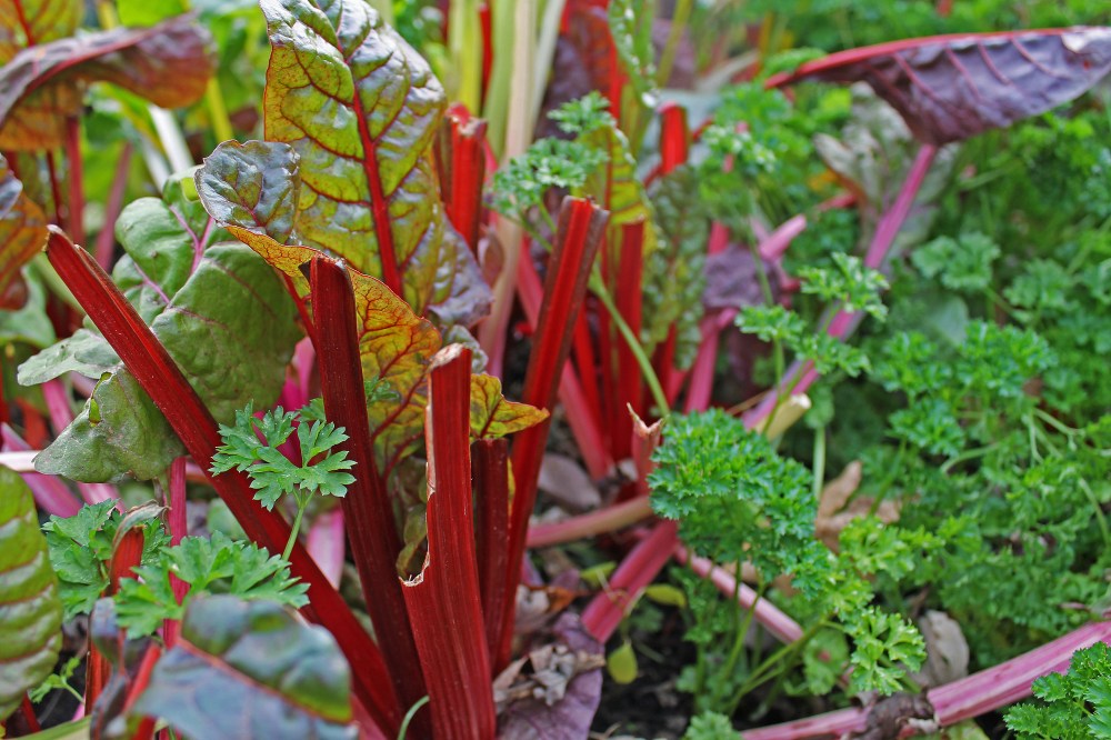 If you have a container you can grow immunity fighting veggies-here is a pot of Red Rhubarb Swiss Chard and parsley together in a pot 