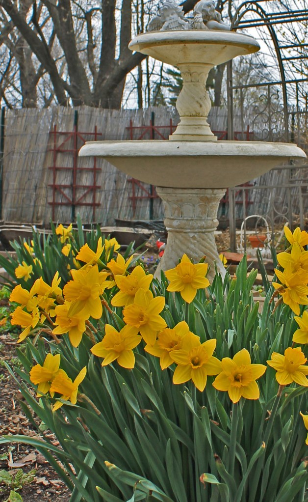 We reuse everything in our "citified" Kitchen garden or what I like to call it " Urban Potager" ...this was our old water fountain that no longer worked and fell apart, but I worked it in to a growing area since we recycle!