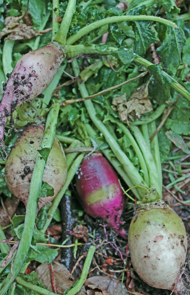 Watermelon Radish that I started late summer. I used seed from different seed savers and I do believe I have some interesting combinations...