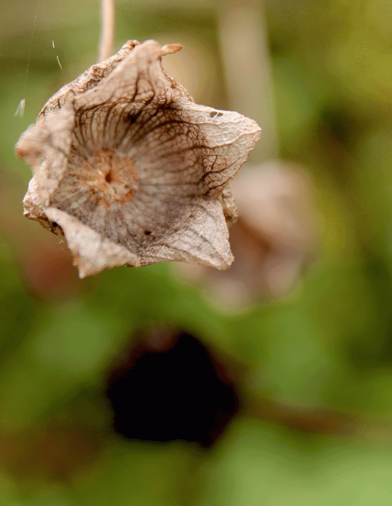 IMG_6790-malva-dropping-seed-fall-of-2014