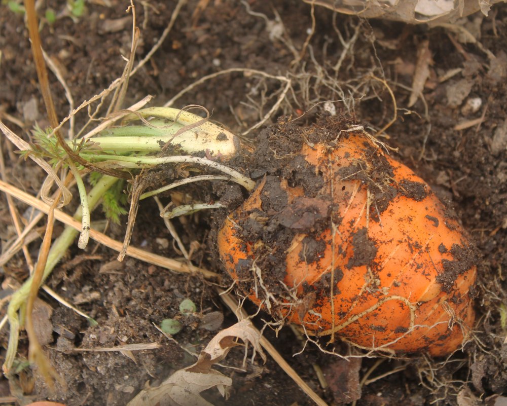 IMG_1675-oxheart-carrot