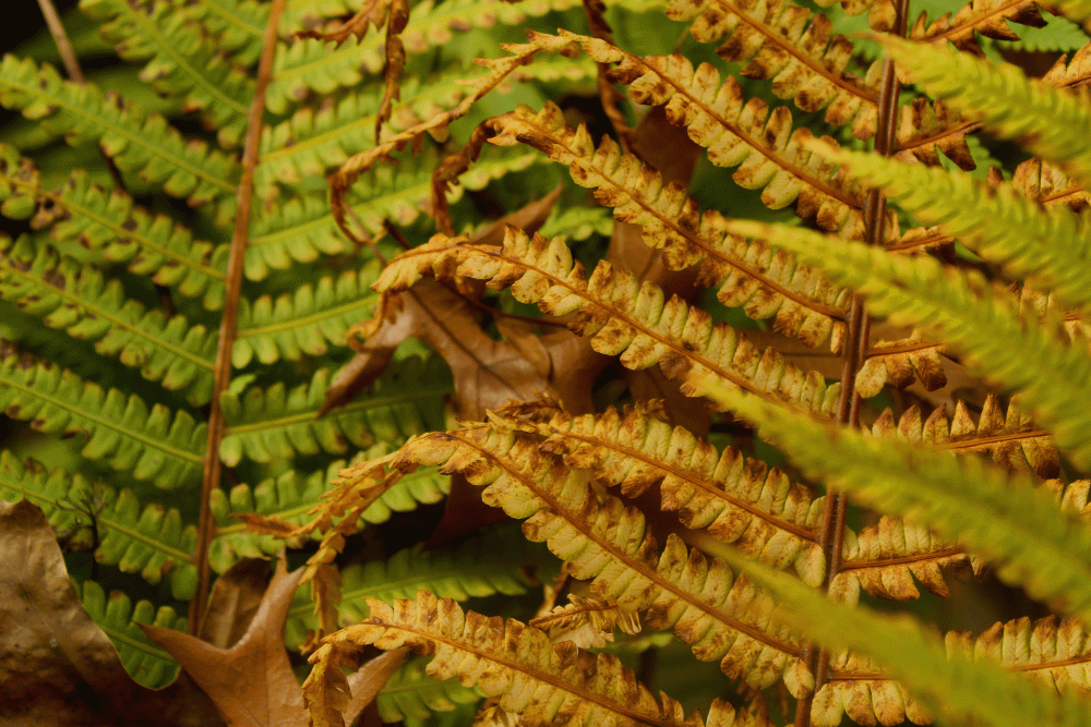 IMG_6874-ostritch-fern-fall-2014