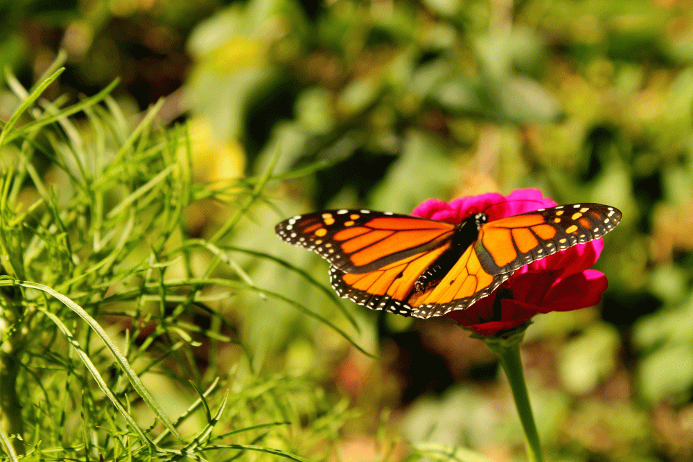 Monarch-open-wing-on-flower-2014IMG_6175