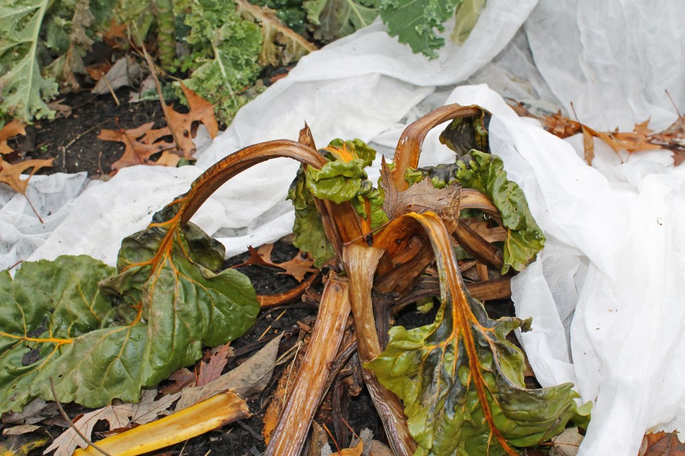 under cover soon after not working...