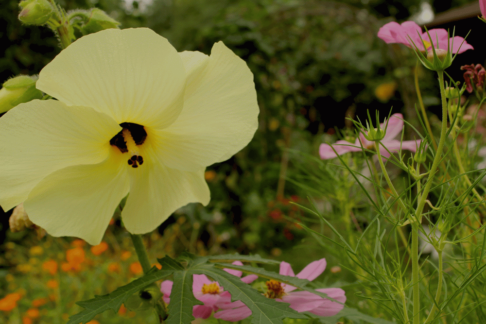 IMG_4594-manihot-flower