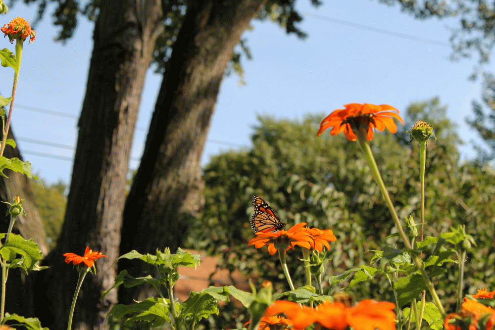 Monarch-2014-IMG_6087