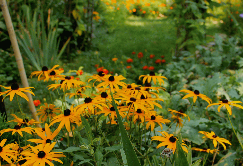 IMG_4412-1-native-black-eyed-susan