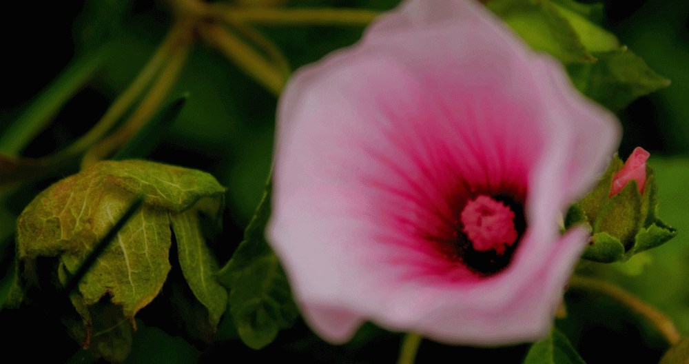 IMG_6799-malva-2-14-pink