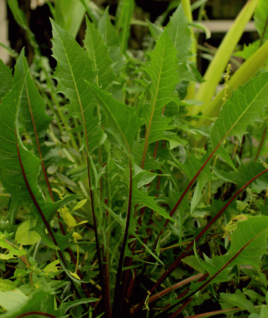 Radicchio-Red-Ribbed-DandelionIMG_5927