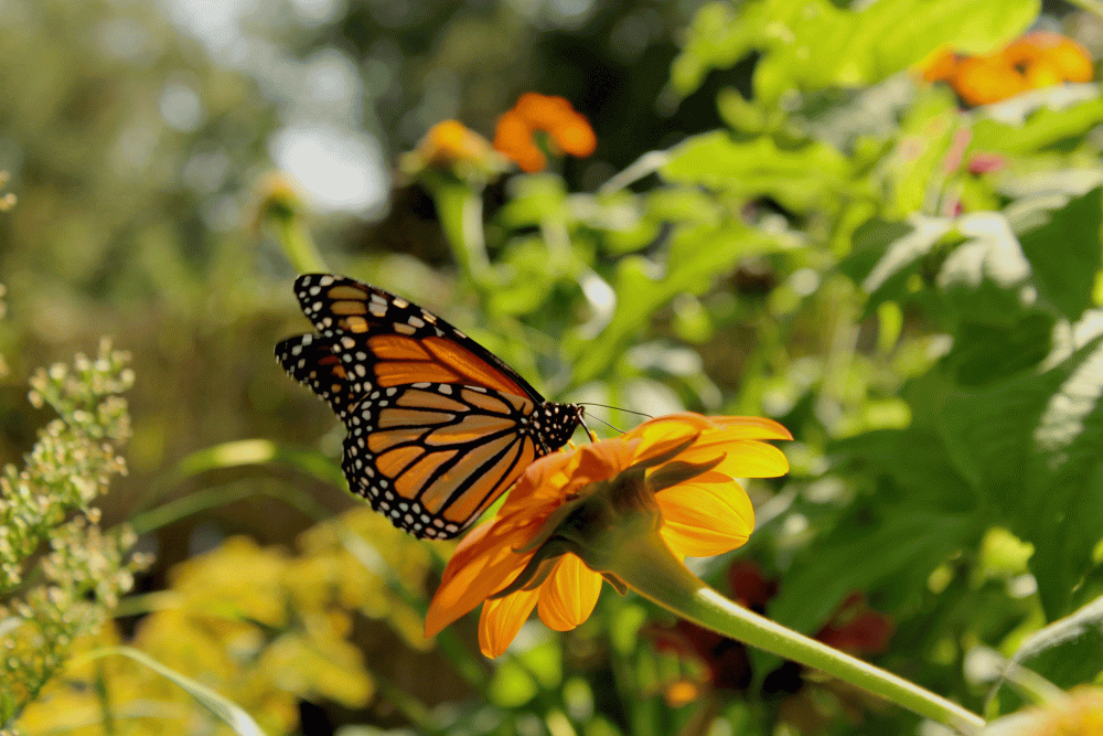 Monarch-alone-on-tithonia-IMG_6098