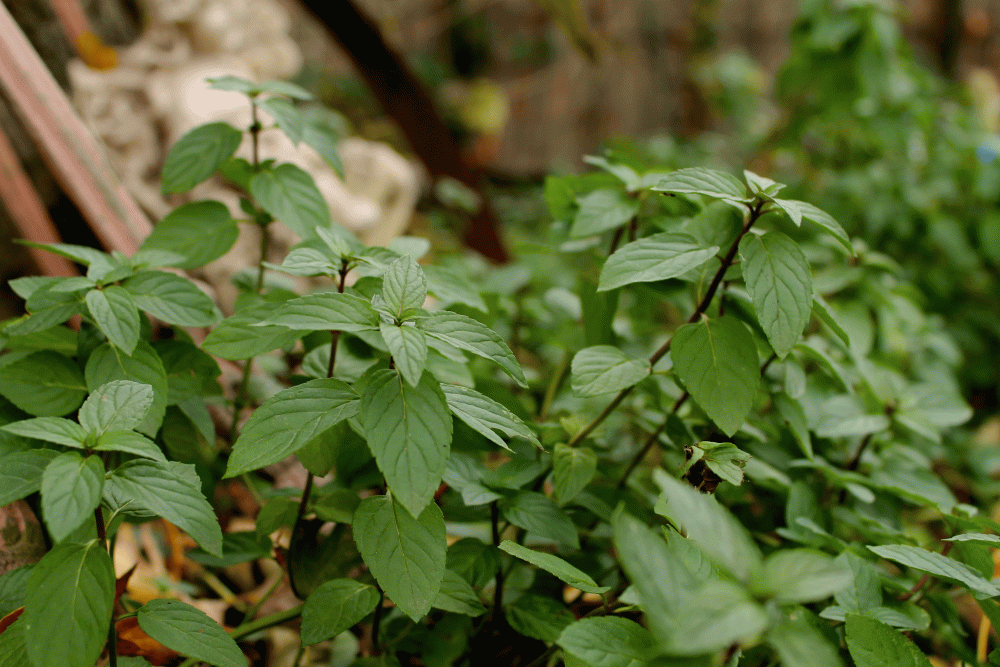 IMG_7074-chocolate-mint