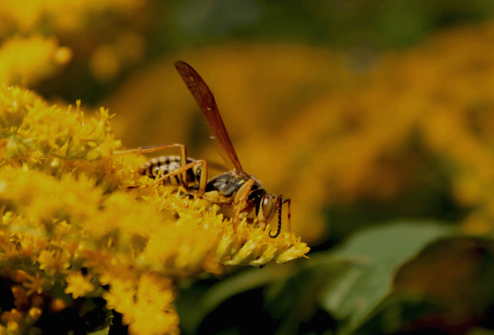 Pollinator-bee-wasp-like-2014-IMG_5661