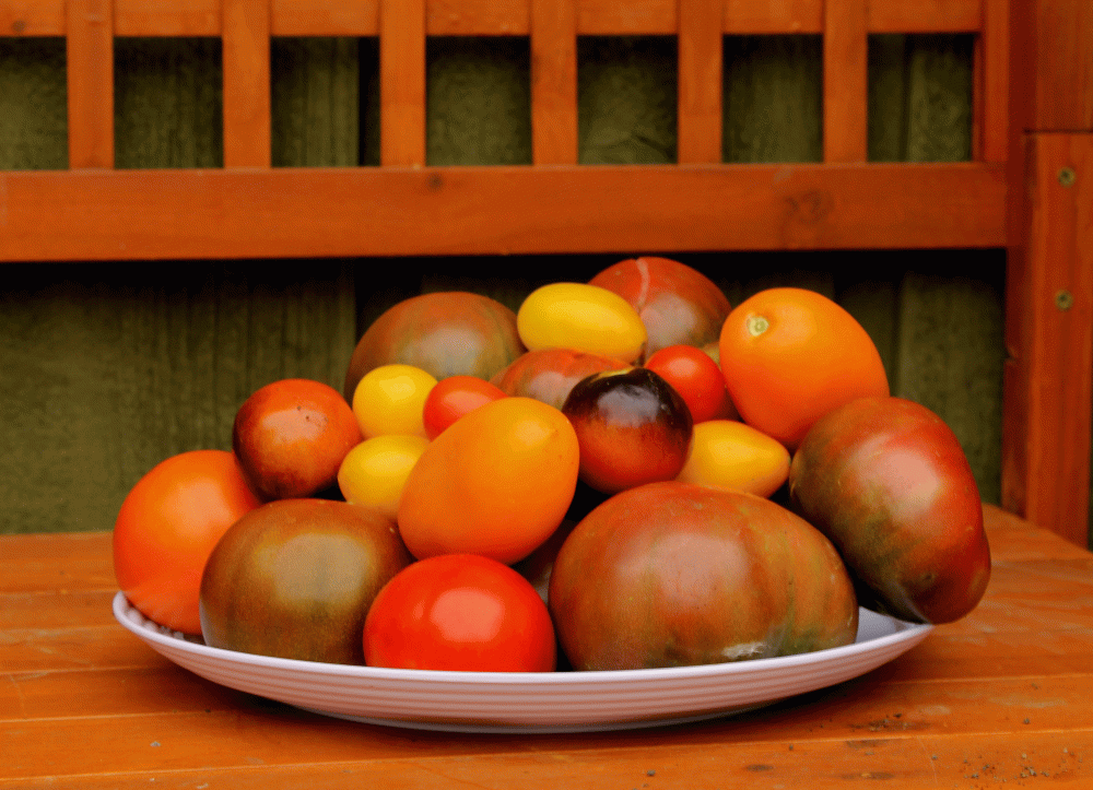 IMG_4815-tomato-2014