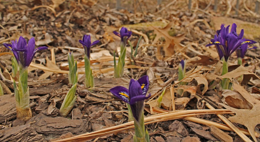 I planted more last fall + they are only about 2-6 inches tall...