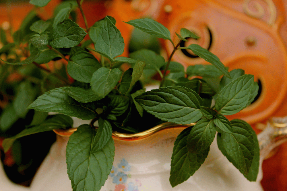 IMG_7155-chocloate-mint-tea-in-pot-2014