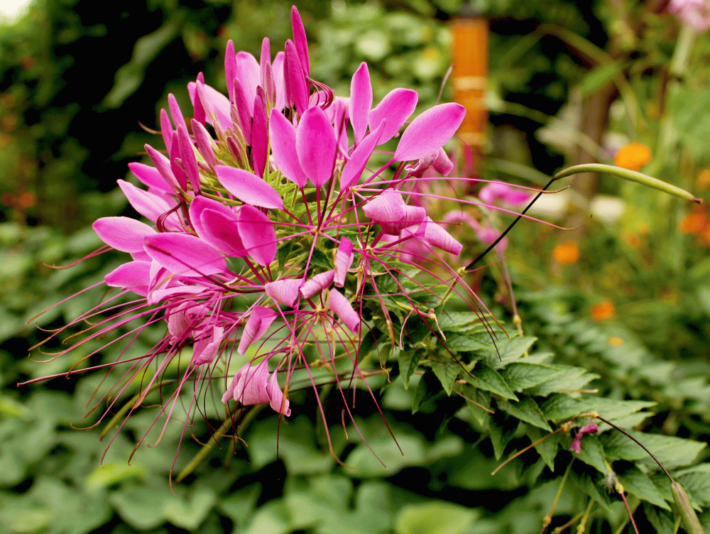 Heirloom-Flower-cleome-IMG_4561