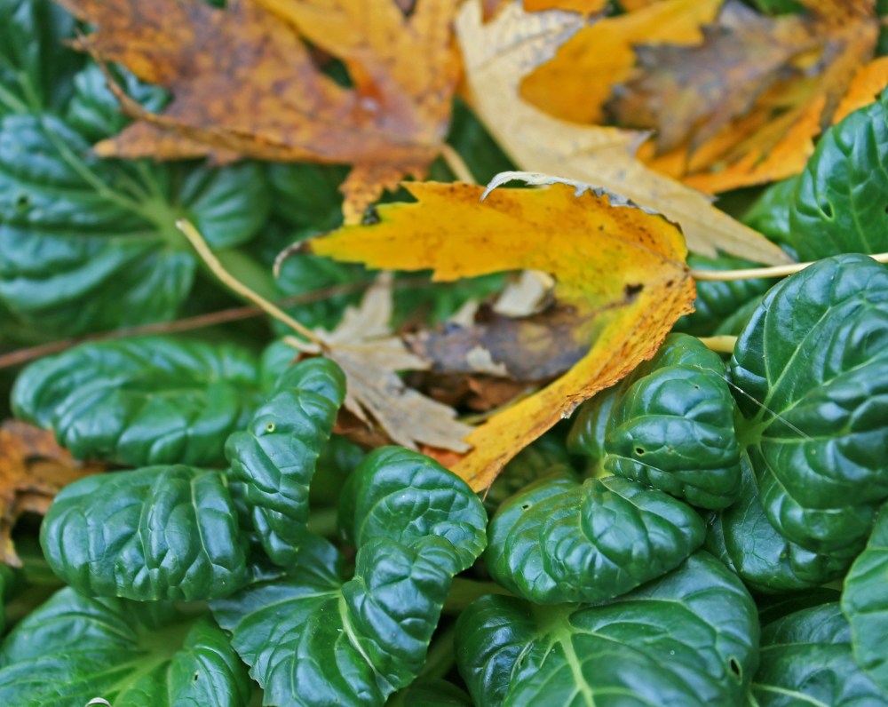 Fall Tatsoi under November leaves....