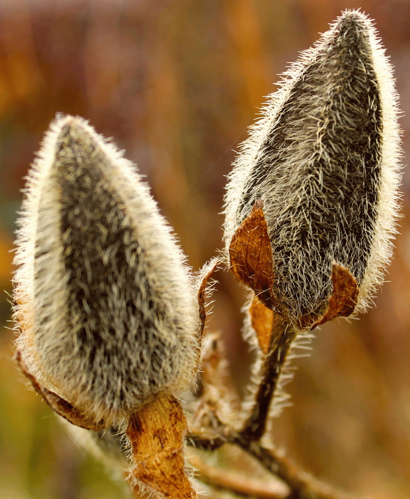 IMG_7121-1-manihot-seed