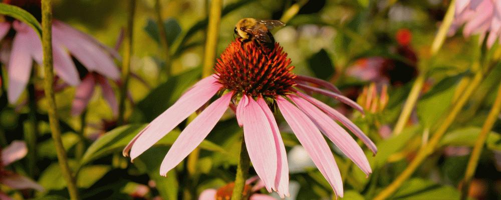 IMG_3932-bumble-bee-on-native-cone-flower
