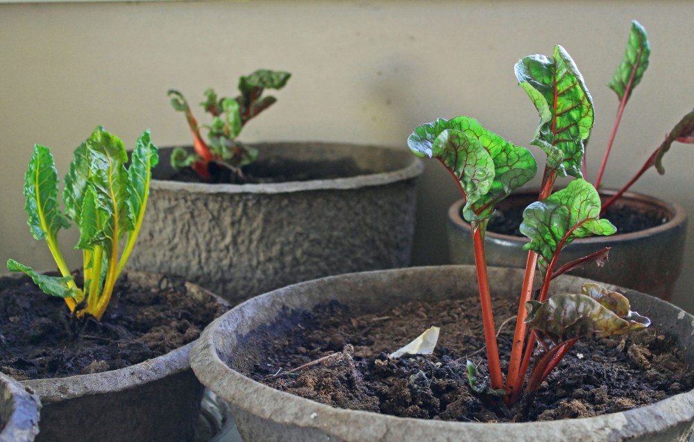 Just keep them trimmed to the base and they weill regrow