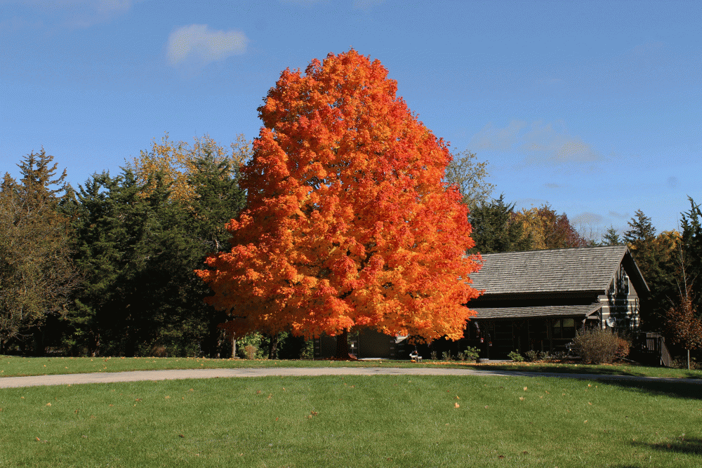 IMG_6676-fall-tree-glanea