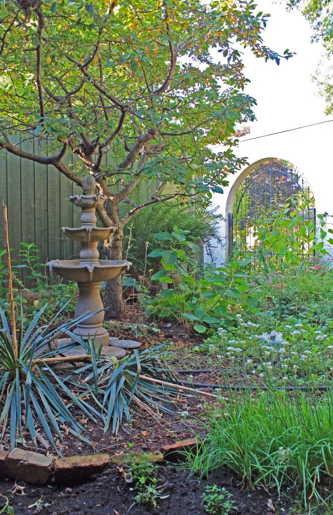 Culinary + Herbal Tea  area developing.....