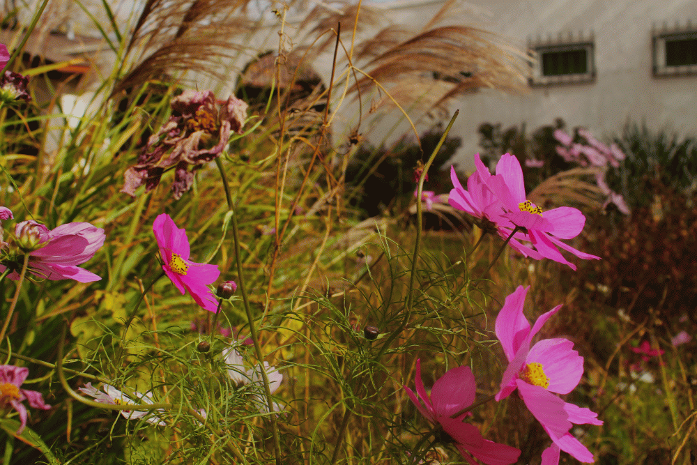 IMG_6953-cosmos-bipinnatus-2014