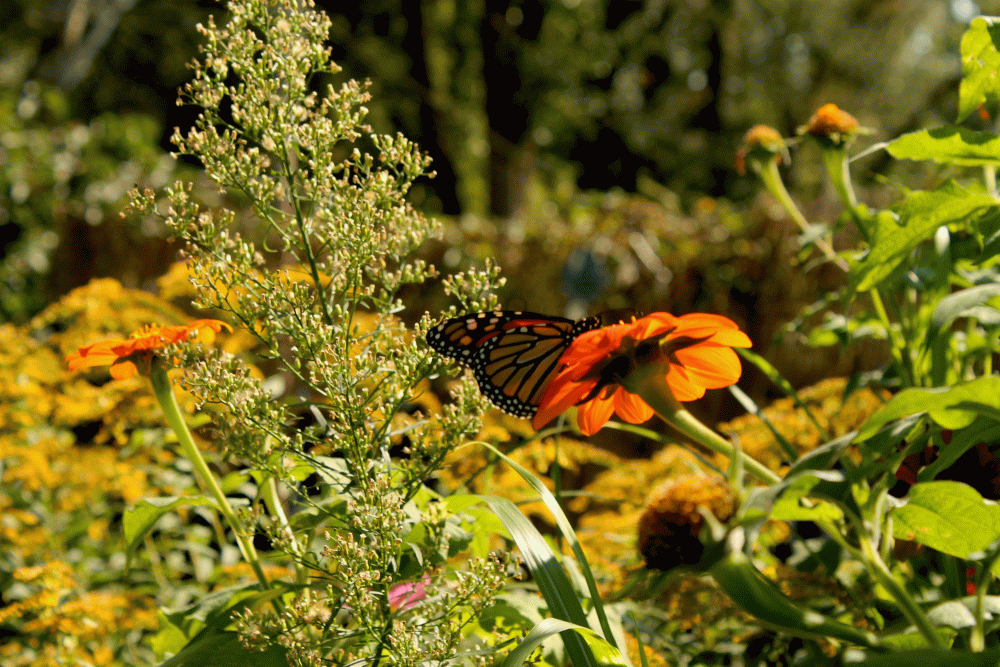 mOnarch-2014-IMG_6095