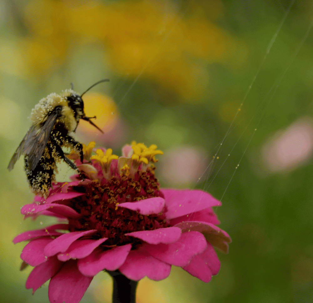 POllinator-bumble-bee-2014-IMG_5603