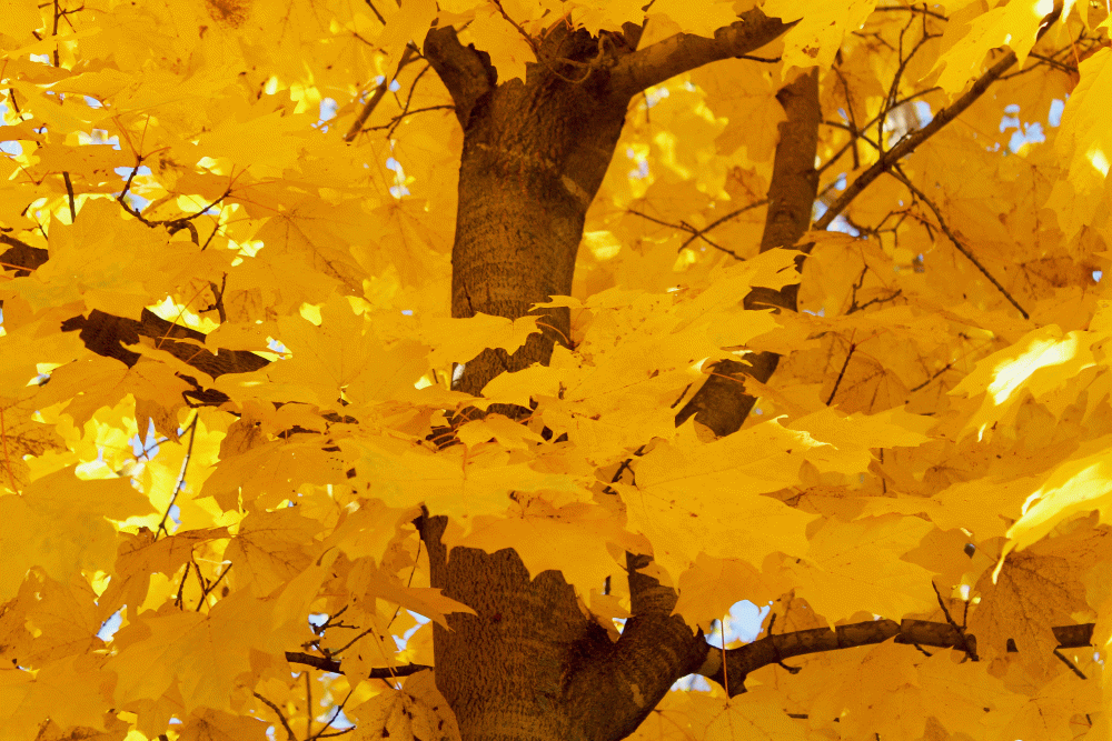 IMG_6693-Golden-maple-front-yard-2014