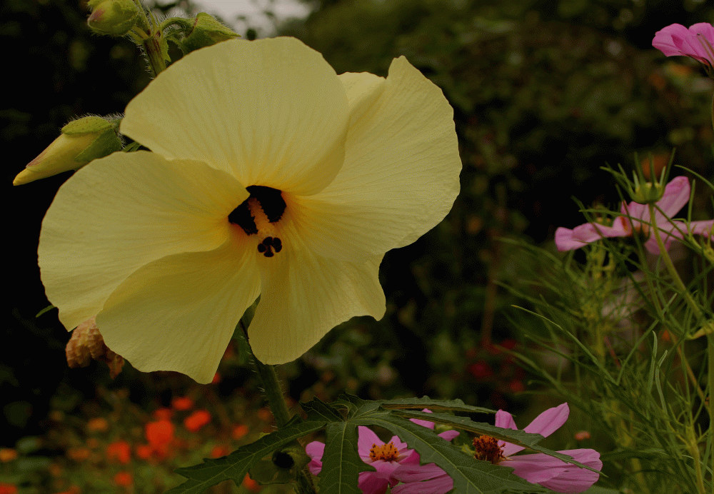 Heirloom-flower-Sunset-HibiscusIMG_4591