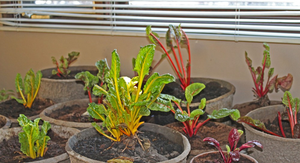 All inside and basking in sunny southern room