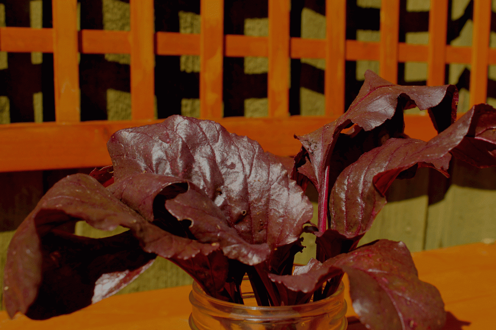 Chard-Swiss-MacGregor-in-bottle-2014-IMG_6016