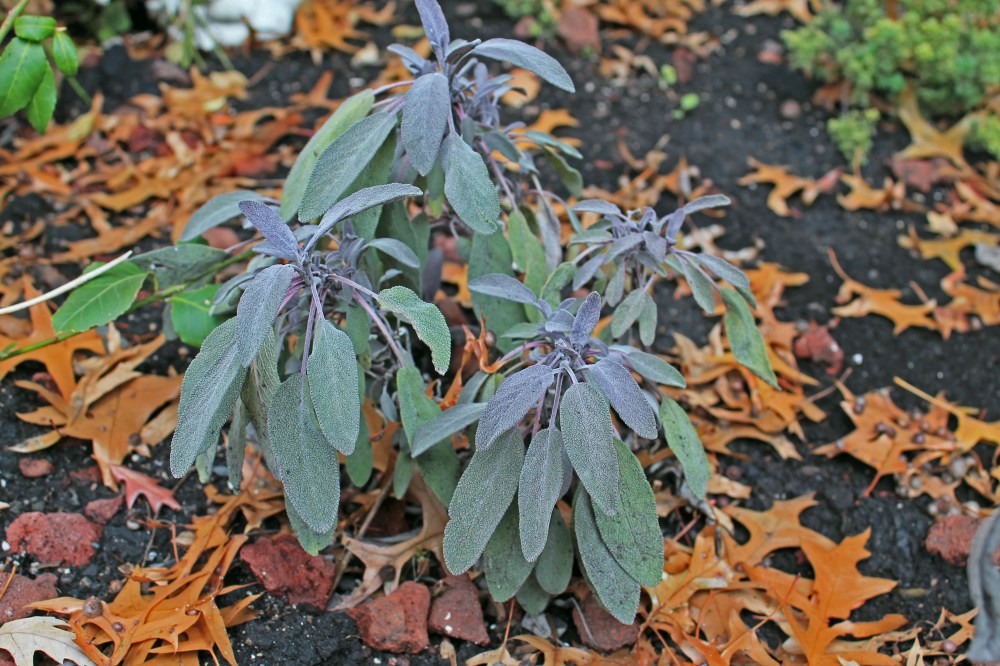 Purple Sage I divided and transplanted in my new herb garden closer to the house. It is finally coming back after I divided it late summer.