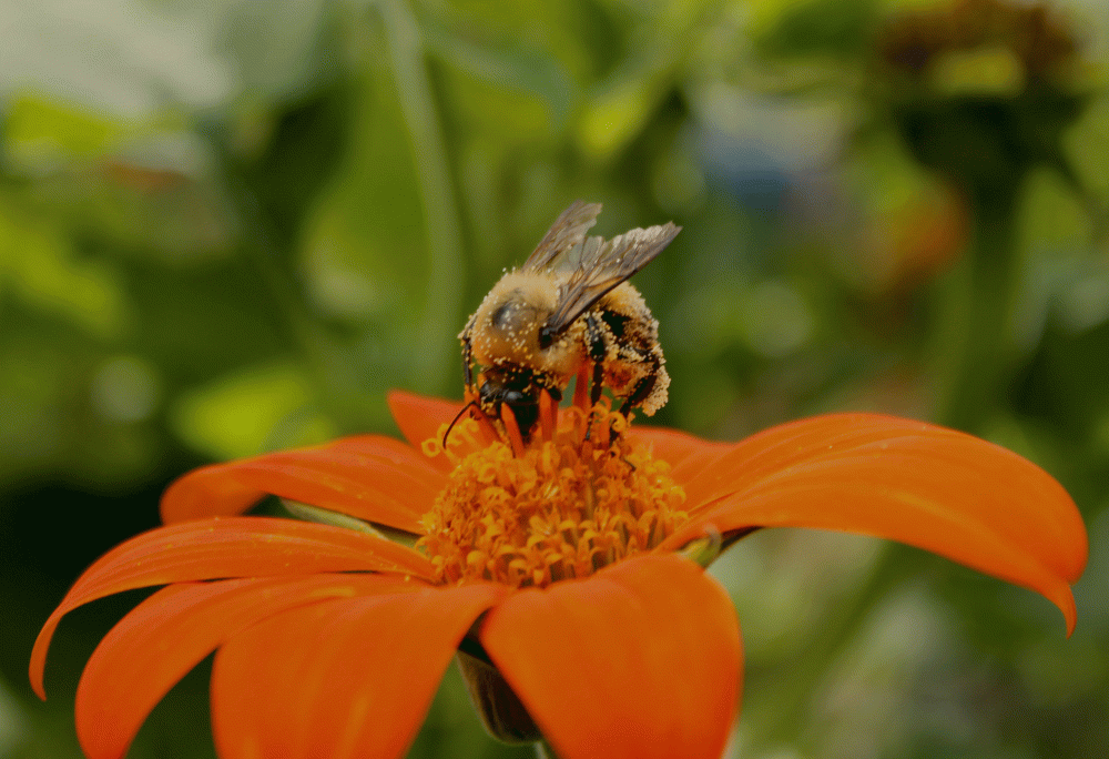 Pollinator-Bee-2014-IMG_5216