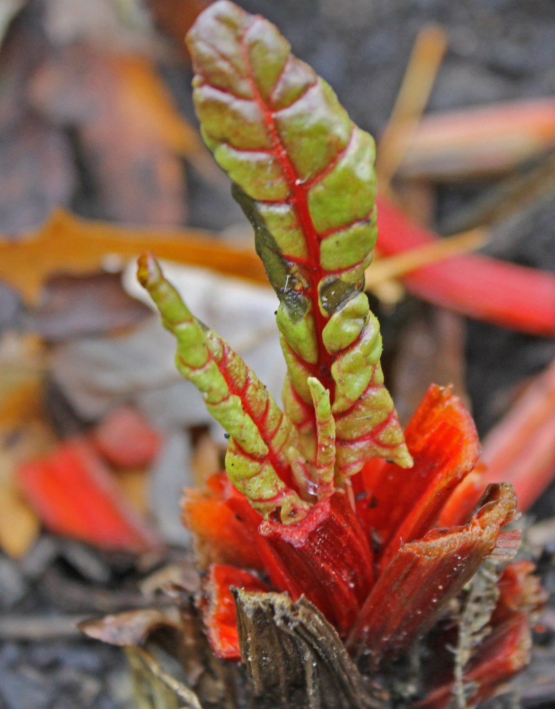 Red Swiss Chard cut  back  before transplant to inside container