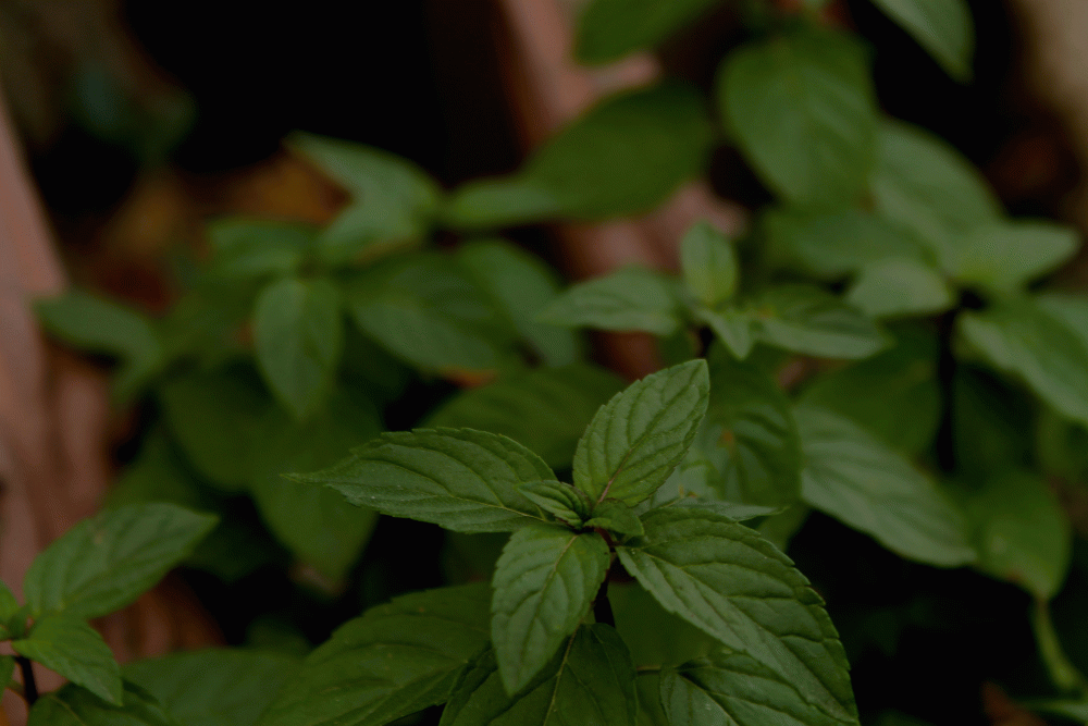 IMG_7067-chocolate-mint-2014-tea