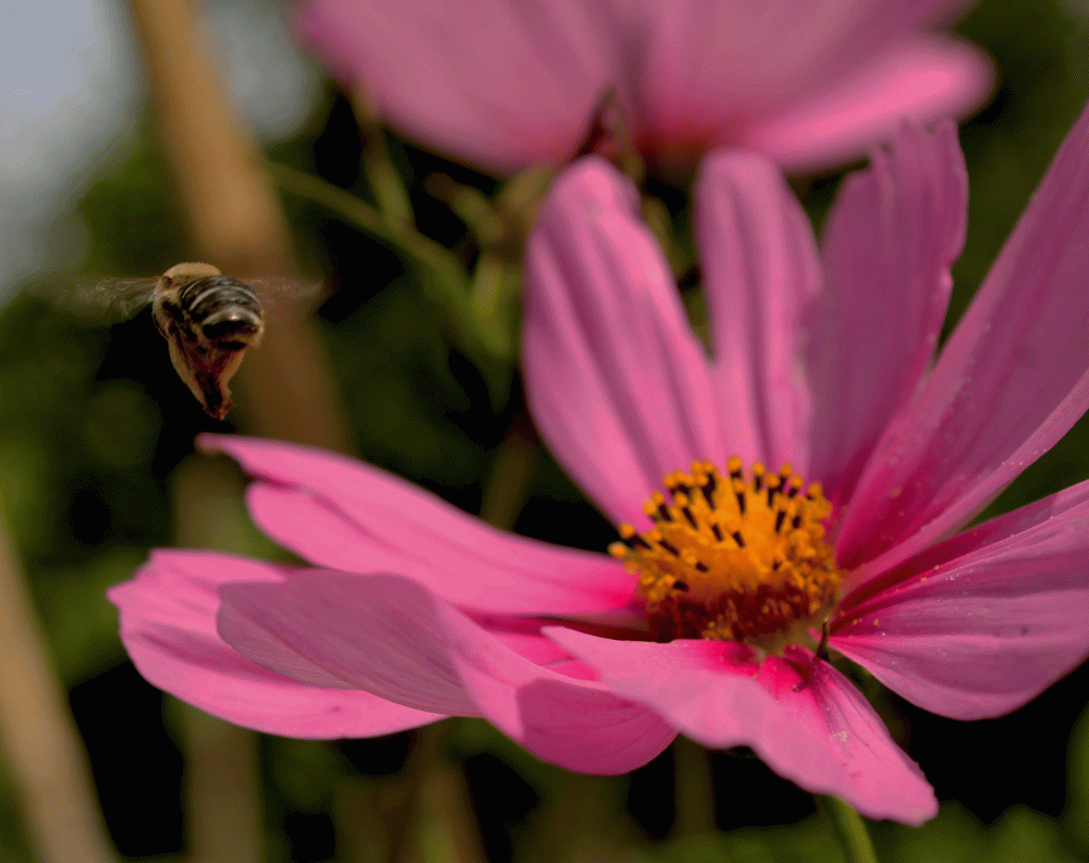 POllinator-Bee-2014-flying-IMG_5515
